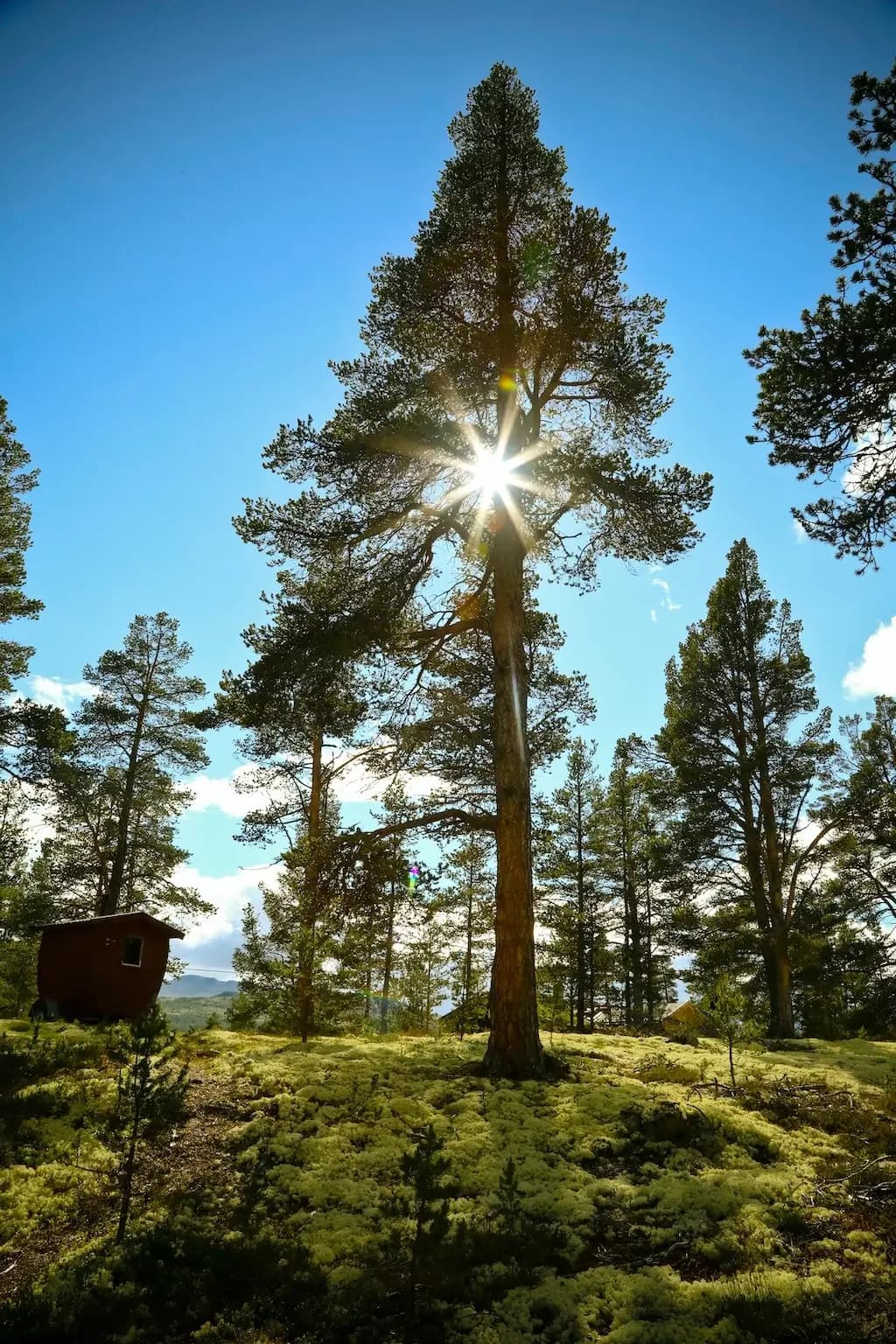 Photo d'un arbre en pleine nature avec un ciel bleu en arrière plan